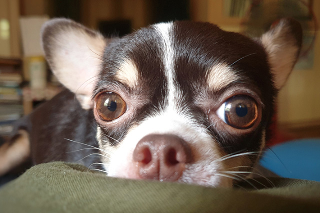 目が大きなチワワは、目の表面を傷つけやすい犬種でもあります。