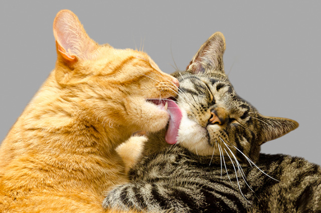 多頭飼育の場合には、女の子の方が仲良くやっていけるとの報告もあり、猫同士では社交的といえます。