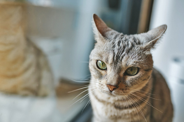 愛猫が不機嫌そうだなと感じたら、放っておいてあげることが良い関係を築くポイントです。