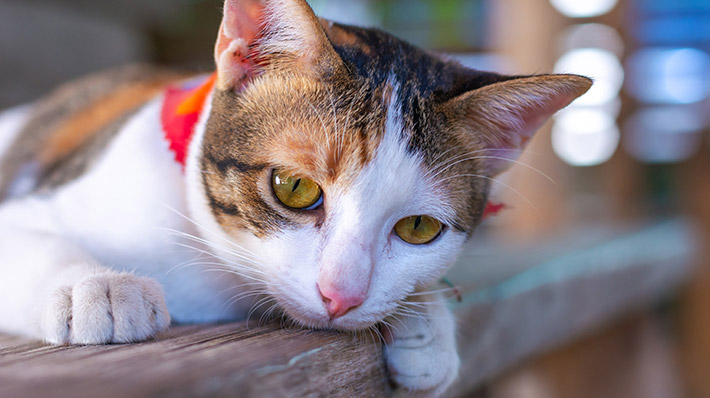 【獣医師監修】猫のリンパ腫｜発症しやすい猫　症状や原因・予防法とは
