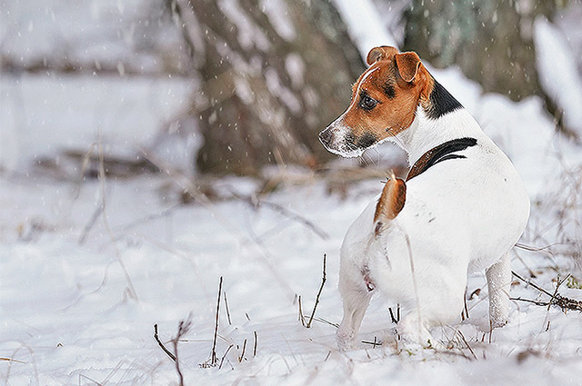 寒い季節でも適度に運動をすることで、犬自身が水分補給を積極的にするようになります。