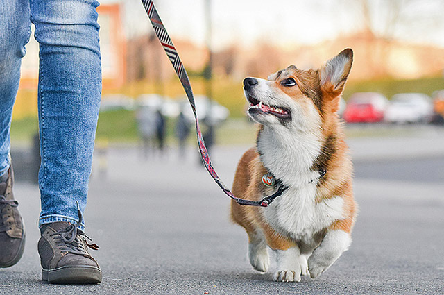 激しい運動の必要はなく、毎日の散歩による愛犬に適した運動量でよいでしょう。