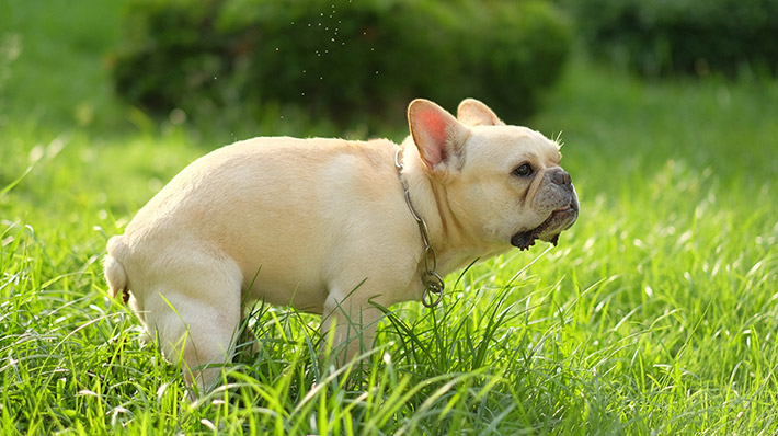 【獣医師監修】犬の便秘の原因とは？ 気にすべき症状や予防方法をご紹介