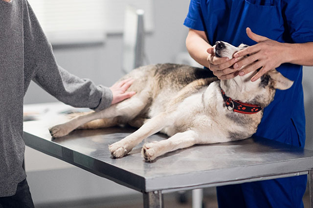 受診する動物病院がペット保険に対応しているかどうかも確認しましょう。