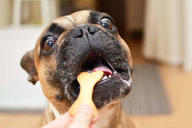 犬にとって、ウンチはそれほど“汚いモノ”ではないため、食べ物と間違えてしまうことがあるのです。