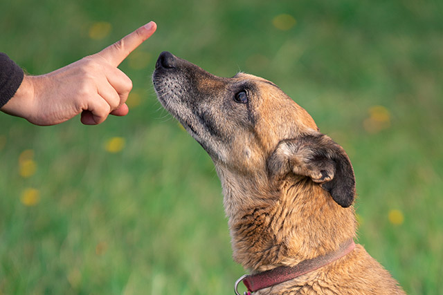 成犬の食糞をやめさせるには気長なトレーニングが必要です。難しそうな場合は、犬のしつけ教室などでも相談に乗ってくれます。