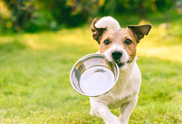 犬の年齢や体重、健康状態等に合わせたフード選びが必要です。今のフードが合ってないと感じたら、獣医師に相談してみましょう。