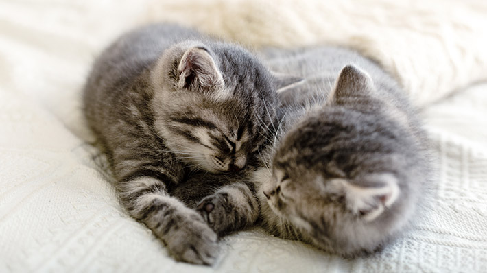 猫は何時間寝る 寝姿でわかる安心度と 快適なベッドの