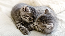 猫は何時間寝る？寝姿でわかる安心度と、快適なベッドの選び方