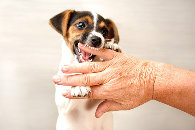 可愛らしい子犬の甘噛みは許してしまいそうになりますが、将来的な噛み癖につながる恐れもあるため、「噛んじゃダメ」と教えてあげましょう。