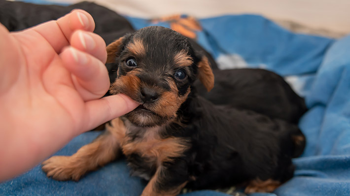 犬が甘噛みをする理由は 直すための環境作りとトレーニング方法 アクサダイレクト