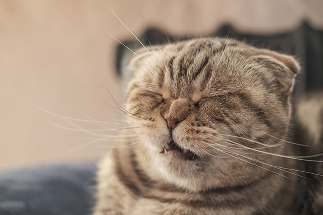 猫のくしゃみは、アレルギーや猫喘息、歯周病など、猫風邪以外の病気が原因になっている可能性もあります。