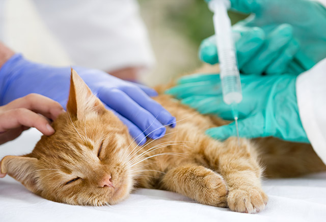 獣医師は愛猫の健康について一緒に考えてくれる大切なパートナーでもあります。気軽に相談できる動物病院を探しましょう。
