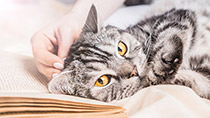 猫の飼い方｜自宅でできるケア＆動物病院でやるべき健康管理【総集編】