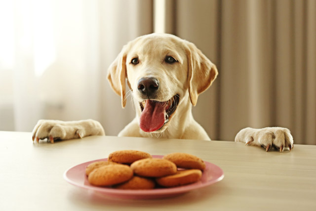 ちょっと目を離した隙に人の食べ物を食べてしまうことも少なくありません。犬が届くところに食べ物を置かないようにしましょう。