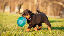 愛犬にとって危険かも？押さえておきたい、与えてはダメな食べ物・よい食べ物