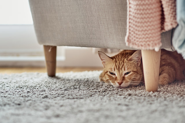 猫からすると「安全な場所に隠れている」状態。無理に出そうとせず、落ち着くまで見守りましょう。