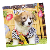 ���̕ی��Ɋւ��邨�q���܂̐�