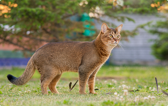 アビシニアンってどんな猫 性格と特徴 アクサダイレクトのペット保険