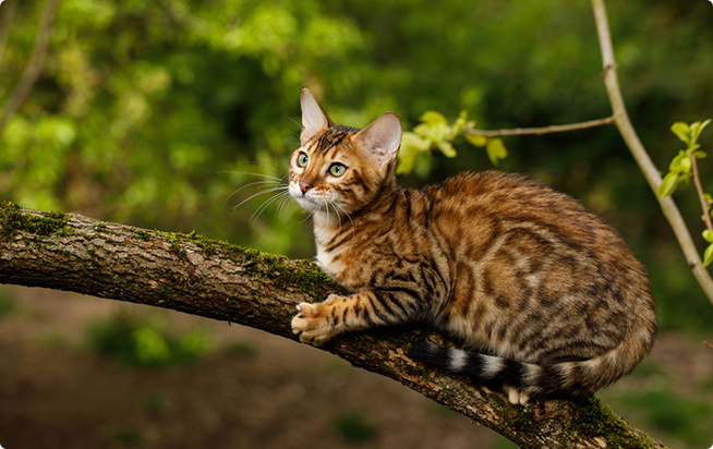 ベンガルってどんな猫 性格と特徴 アクサダイレクトのペット保険