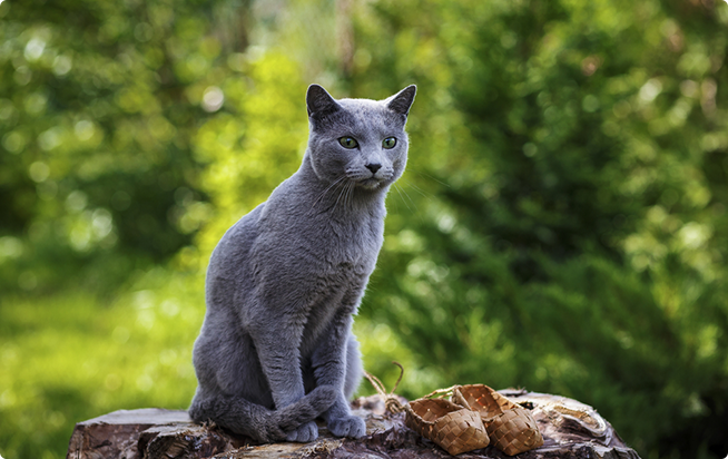 ロシアンブルーってどんな猫 性格と特徴 アクサダイレクトのペット保険