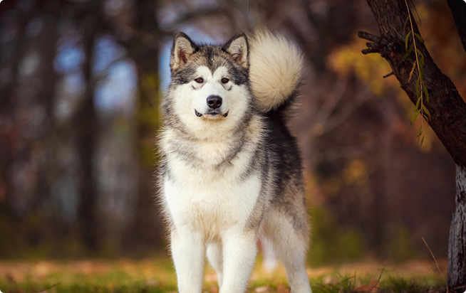 アラスカン マラミュートってどんな犬 性格としつけ方 アクサダイレクトのペット保険