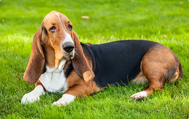 バセット ハウンドってどんな犬 性格としつけ方 アクサダイレクトのペット保険