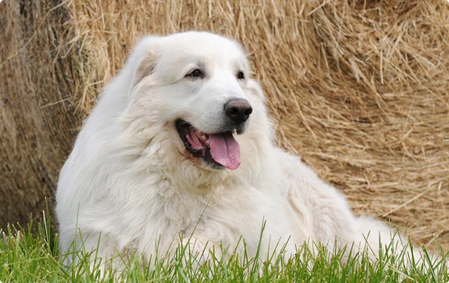 でかい 犬 白い 白い でかい