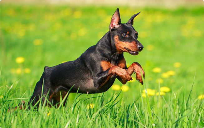 ミニチュア・ピンシャーってどんな犬？性格としつけ方｜アクサ ...