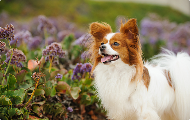 パピヨンってどんな犬 性格としつけ方 アクサダイレクトのペット保険