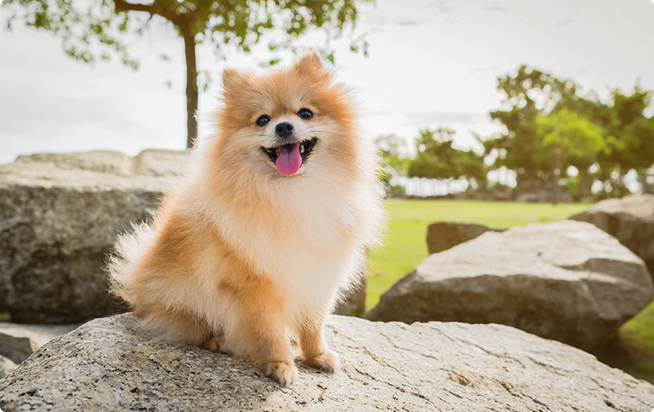 ポメラニアンってどんな犬 性格としつけ方 アクサダイレクトのペット保険