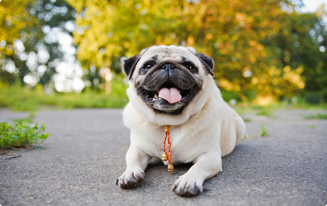 パグってどんな犬？性格としつけ方