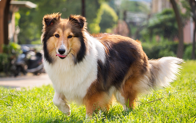 シェットランド・シープドッグってどんな犬？性格としつけ方｜アクサダイレクトのペット保険