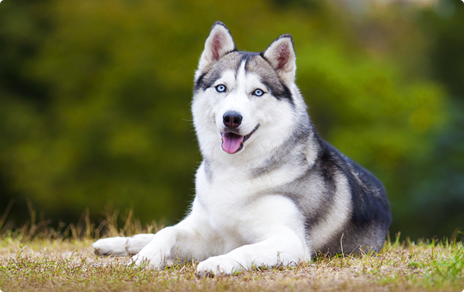 犬 名前 白い ペットにつけたい名前!白にまつわるネーミング