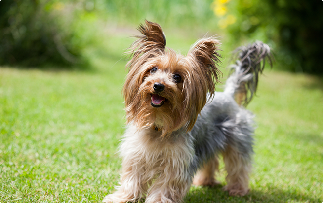 ヨークシャー・テリアってどんな犬？性格としつけ方｜アクサダイレクトのペット保険