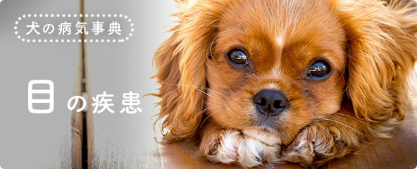 角膜炎 犬の病気事典 アクサダイレクトのペット保険