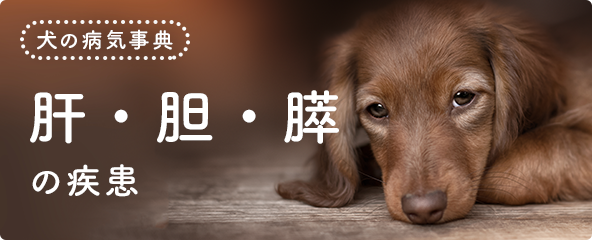 膵炎 犬