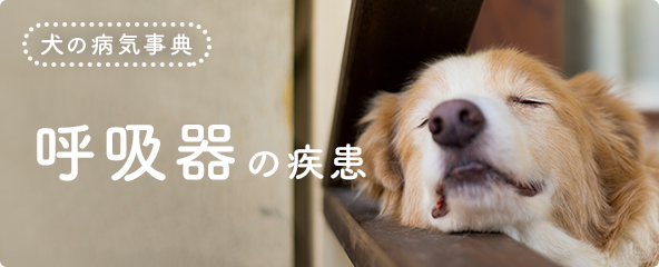 犬 咳 止め