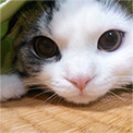 猫の保険に関するお客さまの声