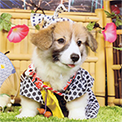 犬の保険に関するお客さまの声