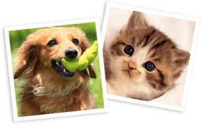 いぬと暮らす、ねこと暮らす。 ペットとの生き方を一緒に考えるサイト