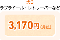 犬3 ラブラドール・レトリーバーなど 3,170円(月払)