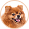 ポメラニアン