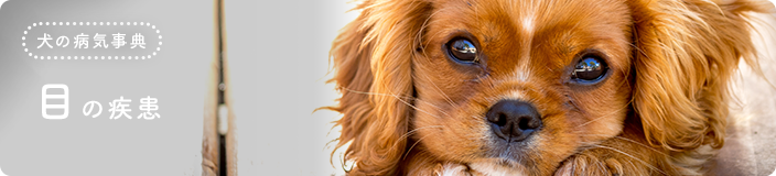 犬の病気事典:目の疾患