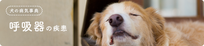 犬の病気事典:呼吸器の疾患