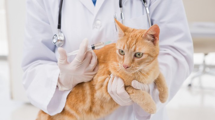 猫を感染症から守るワクチン接種。種類、費用、副作用のリスクは?