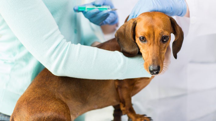 犬の予防接種|狂犬病・混合ワクチンの種類と費用